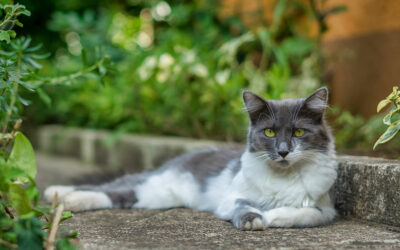 ¿Cuándo y cómo dejo a mi gato que salga fuera por primera vez?