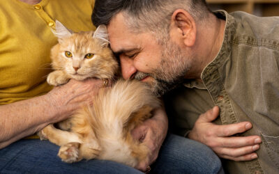 Qué pasan cuando un gato llega a tu vida